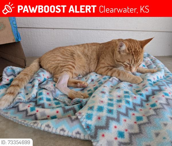 Lost Male Cat last seen 71st south and 119th, Clearwater, KS 67026