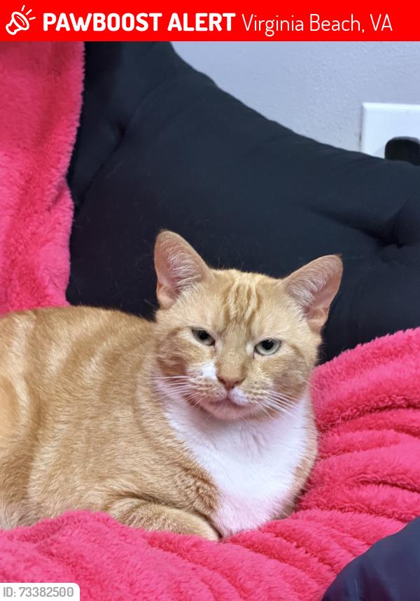 Lost Female Cat last seen Bancroft ,Rosemont, Virginia Beach, VA 23452