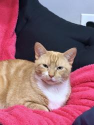 Lost Female Cat last seen Bancroft ,Rosemont, Virginia Beach, VA 23452