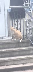 Found/Stray Unknown Cat last seen Forest St, Saint Paul, MN 55106