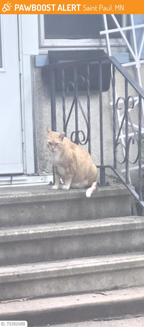 Found/Stray Unknown Cat last seen Forest St, Saint Paul, MN 55106