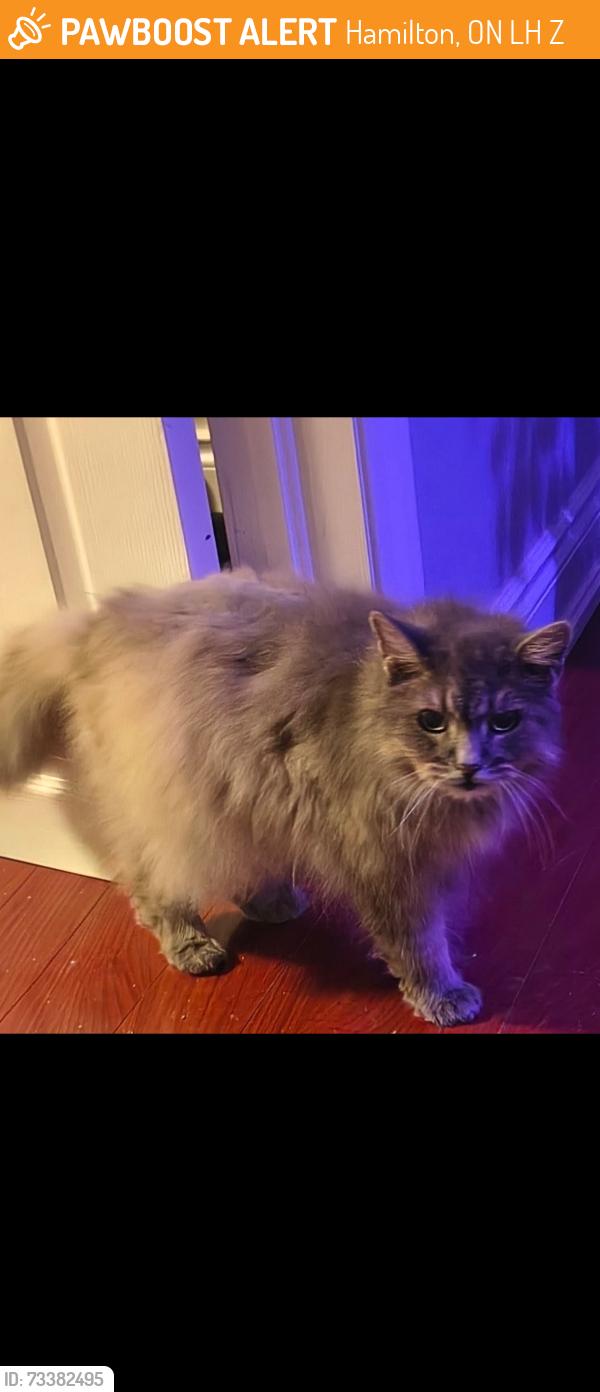 Found/Stray Unknown Cat last seen Province and cannon, Hamilton, ON L8H 3Z4