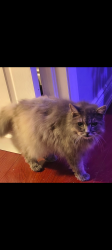 Found/Stray Unknown Cat last seen Province and cannon, Hamilton, ON L8H 3Z4