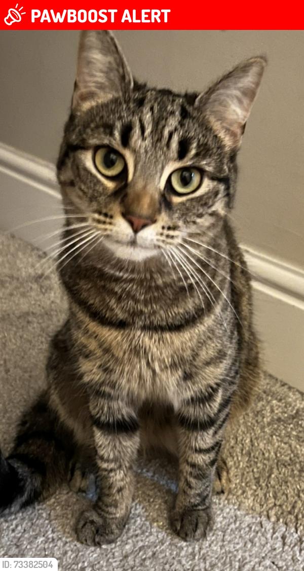 Lost Female Cat last seen Cottiers, Glasgow City, Scotland 