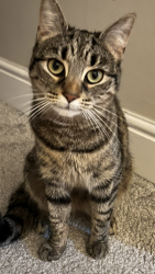 Lost Female Cat last seen Cottiers, Glasgow City, Scotland 