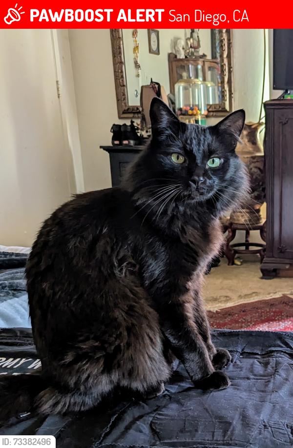 Lost Male Cat last seen Del Monte Ave between Ocean Front & Bacon, San Diego, CA 92107
