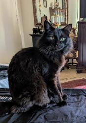 Lost Male Cat last seen Del Monte Ave between Ocean Front & Bacon, San Diego, CA 92107