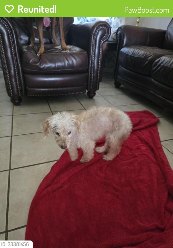 Reunited Unknown Dog last seen Marshall and Camara ct, Grand Prairie, TX 75051