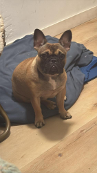 Lost Female Dog last seen 4th y whashintong los angeles ca 90018, Los Angeles, CA 90018