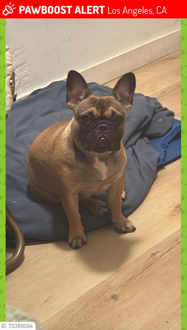 Lost Female Dog last seen 4th y whashintong los angeles ca 90018, Los Angeles, CA 90018