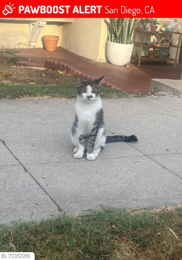 Lost Male Cat last seen Near Union St, San Diego, CA 92101