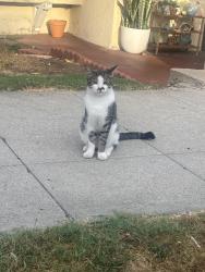 Lost Male Cat last seen Near Union St, San Diego, CA 92101