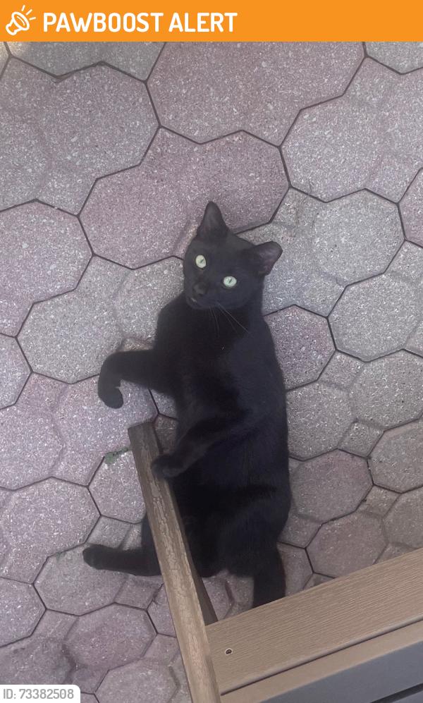 Found/Stray Male Cat last seen SW 122 Ave. and 10 Terr., Miami-Dade County, FL 33175