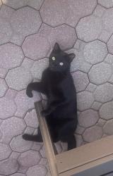 Found/Stray Male Cat last seen SW 122 Ave. and 10 Terr., Miami-Dade County, FL 33175