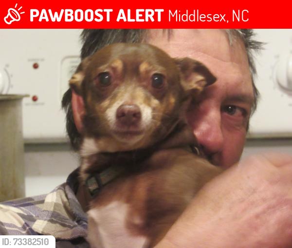 Lost Female Dog last seen Flowerhill and lucas ln, Middlesex, NC 27557