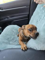 Found/Stray Male Dog last seen Rudd, Bakersfield, CA 93312