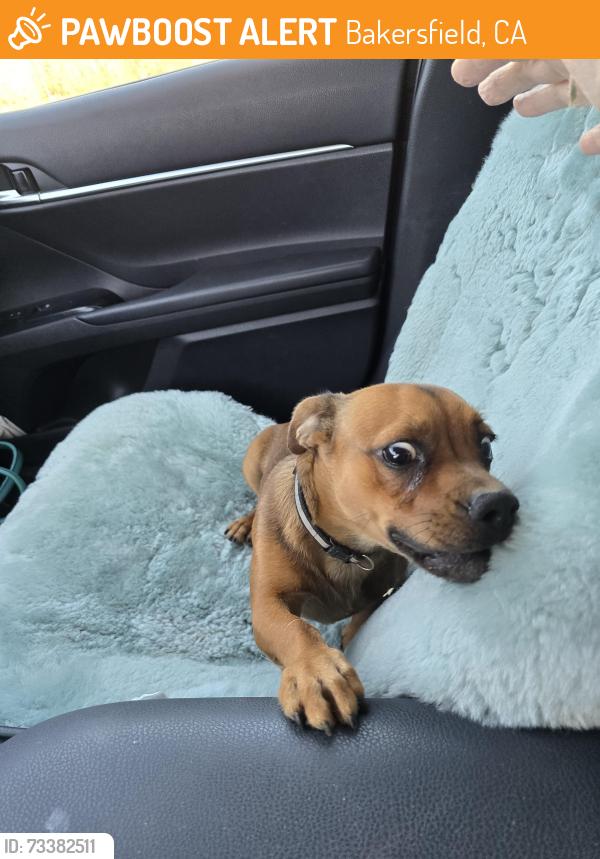 Found/Stray Male Dog last seen Rudd, Bakersfield, CA 93312