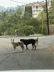 Found/Stray Unknown Dog last seen Dorothea, La Habra Heights, CA 90631