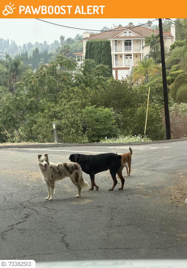Found/Stray Unknown Dog last seen Dorothea, La Habra Heights, CA 90631