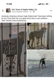 Found/Stray Unknown Dog last seen Tamiami, Apple Valley, CA 92308