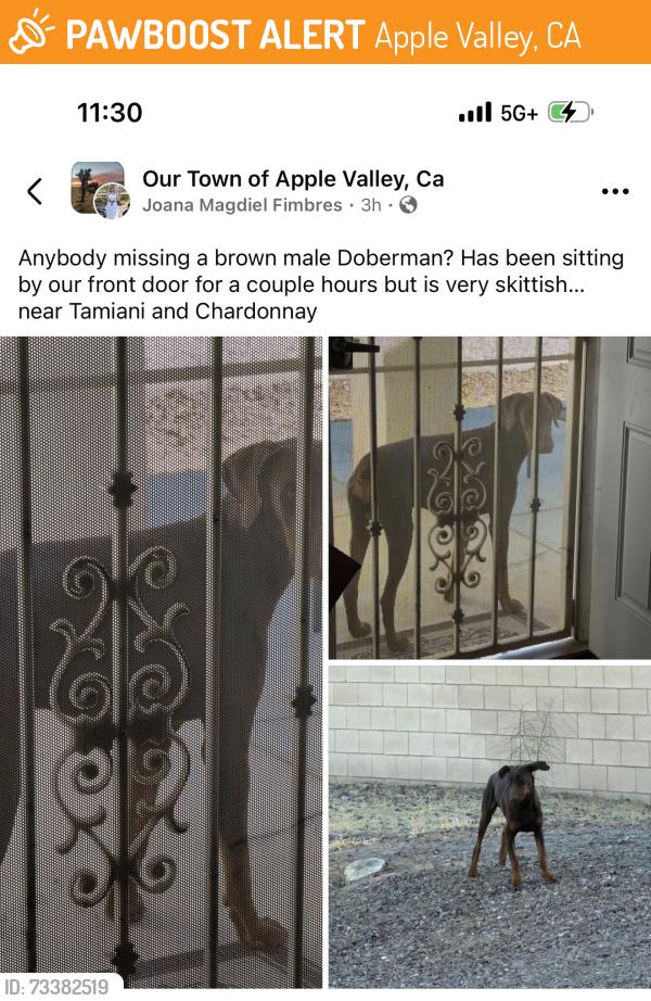 Found/Stray Unknown Dog last seen Tamiami, Apple Valley, CA 92308