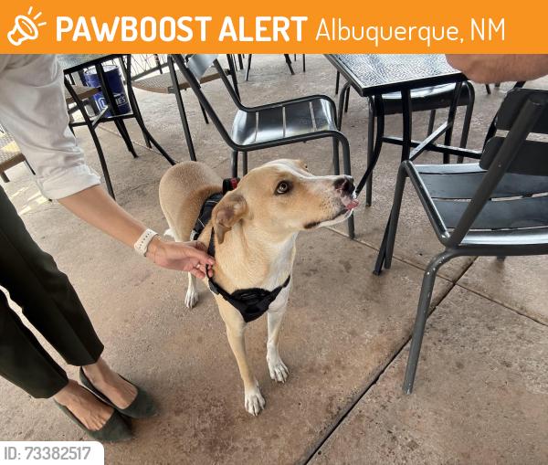 Found/Stray Male Dog last seen Farina, Albuquerque, NM 87102