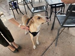 Found/Stray Male Dog last seen Farina, Albuquerque, NM 87102