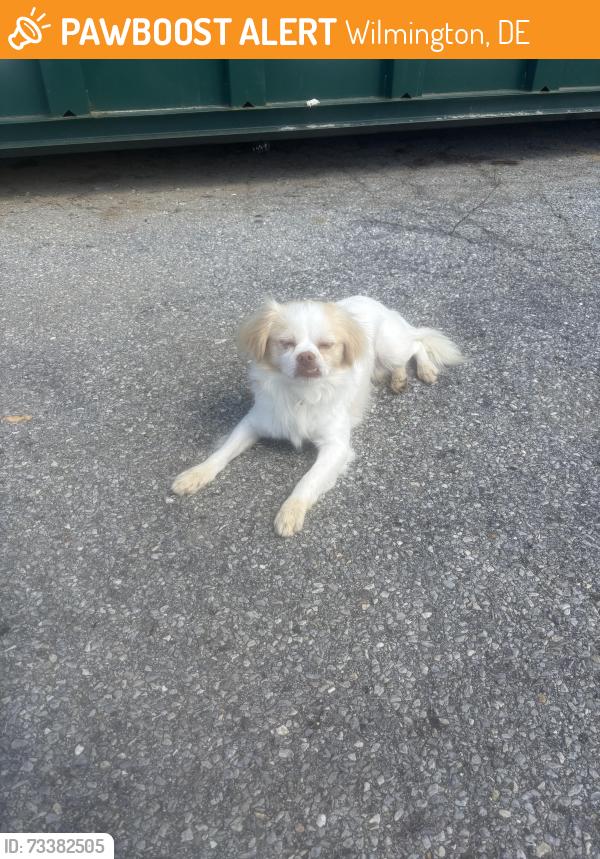 Found/Stray Male Dog last seen Spruce St, Wilmington, DE 19801