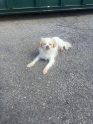 Found/Stray Male Dog last seen Spruce St, Wilmington, DE 19801