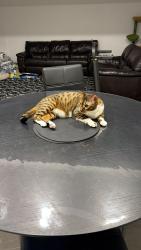 Lost Male Cat last seen Near ceremonial drive, Mississauga, ON L5R 2T8
