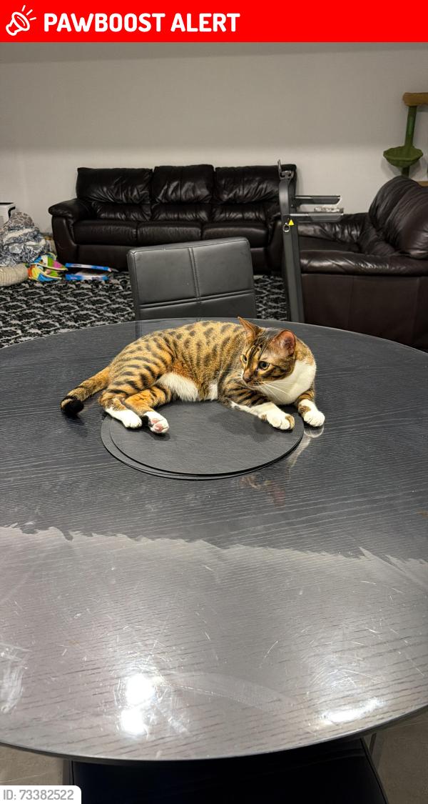Lost Male Cat last seen Near ceremonial drive, Mississauga, ON L5R 2T8