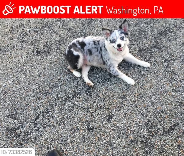 Lost Female Dog last seen Jefferson ave, Washington, PA 15301