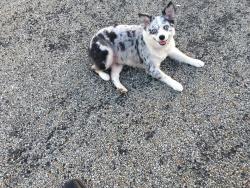 Lost Female Dog last seen Jefferson ave, Washington, PA 15301