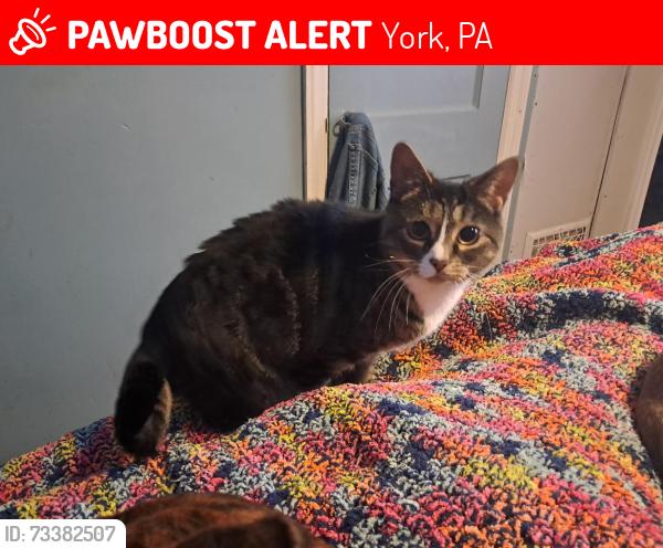 Lost Female Cat last seen Carl Street, York, PA 17404