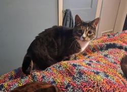 Lost Female Cat last seen Carl Street, York, PA 17404