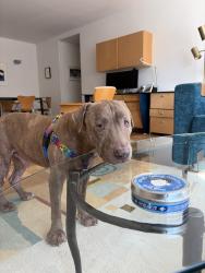 Shelter Stray Male Dog last seen Apt 12B,705 Gerard Crescent, BRONX, NY, 10451, 326 E 110th St, New York, NY 10029, USA