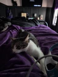 Lost Female Cat last seen Near palmetto Park circle Columbia sc, Columbia, SC 29229
