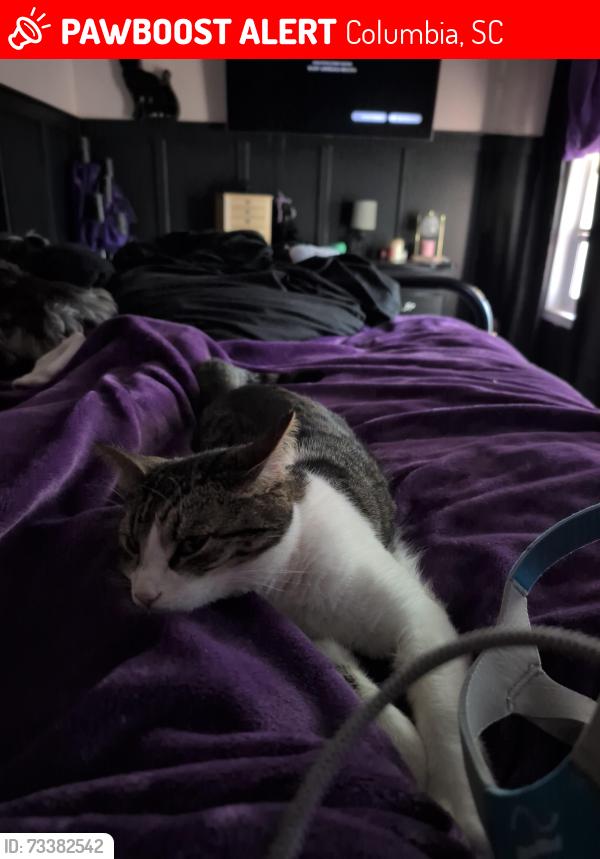 Lost Female Cat last seen Near palmetto Park circle Columbia sc, Columbia, SC 29229