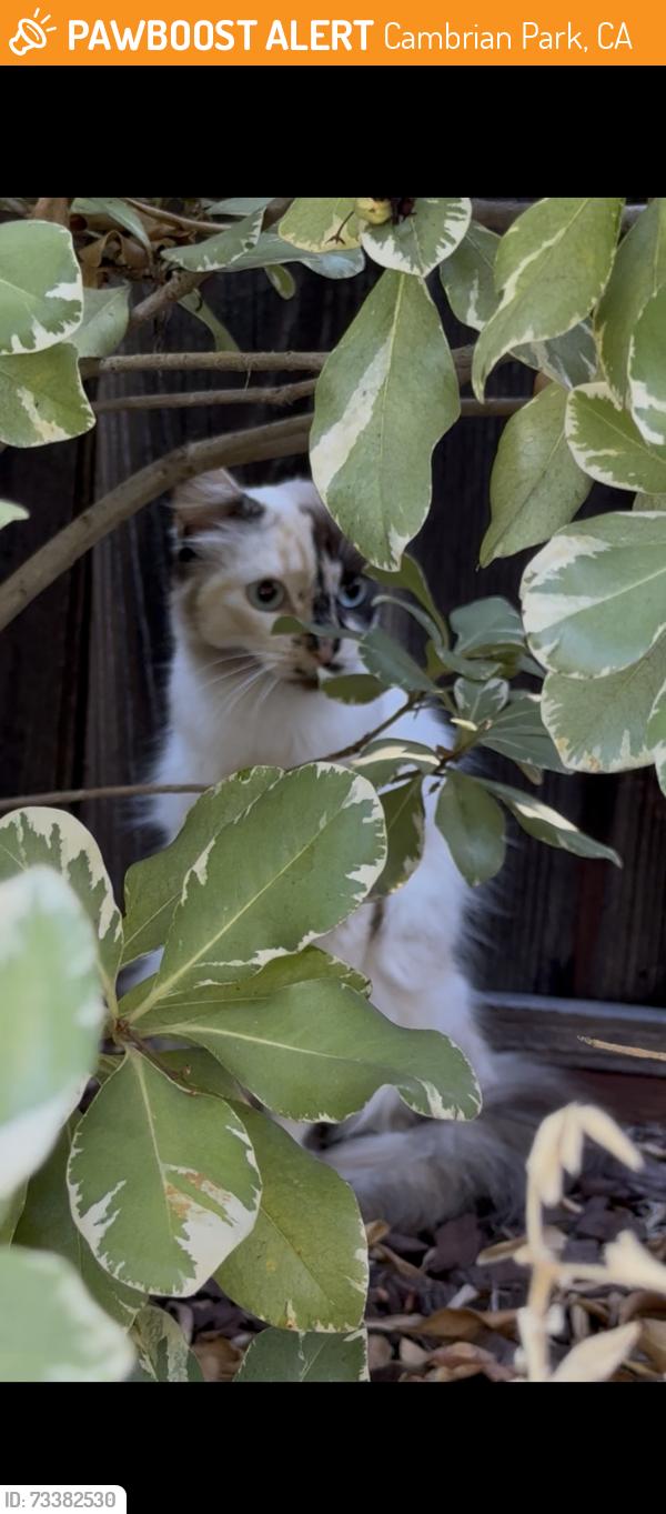 Found/Stray Unknown Cat last seen Leigh, Cambrian Park, CA 95124
