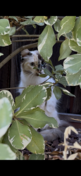 Found/Stray Unknown Cat last seen Leigh, Cambrian Park, CA 95124