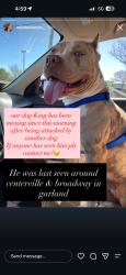 Lost Male Dog last seen Near E Centerville Rd Garland, TX 75041 United States, Garland, TX 75041
