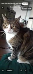 Lost Male Cat last seen Narragansett Pkwy, Canonchet Ave, Warwick, RI 02888, Warwick, RI 02888