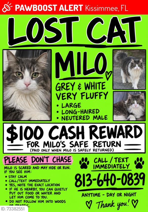 Lost Male Cat last seen McDonald’s, Kissimmee, FL 34746