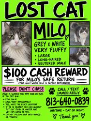 Lost Male Cat last seen McDonald’s, Kissimmee, FL 34746