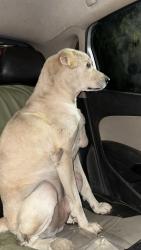 Lost Male Dog last seen Musclehead gym head quarter Gol chakr, Greater Noida, UP 201318