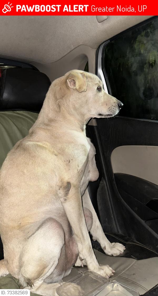 Lost Male Dog last seen Musclehead gym head quarter Gol chakr, Greater Noida, UP 201318