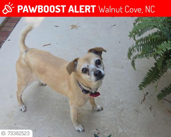 Lost Female Dog last seen Hinsdale Road Walnut Cove NC, Walnut Cove, NC 27052