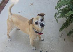 Lost Female Dog last seen Hinsdale Road Walnut Cove NC, Walnut Cove, NC 27052