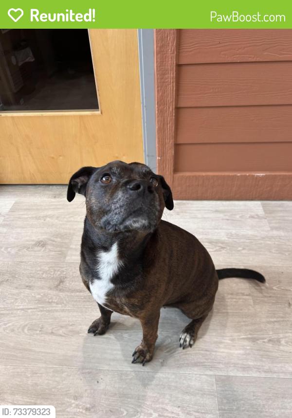 Reunited Male Dog last seen Target (2333 63rd St, Woodridge, IL 60517), Woodridge, IL 60517