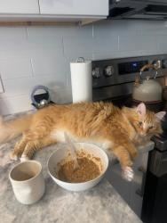 Lost Female Cat last seen 79th and west dr, North Bay Village, FL 33141
